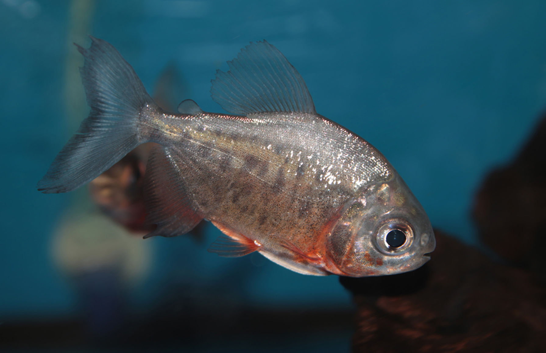 Red-Bellied Pacu